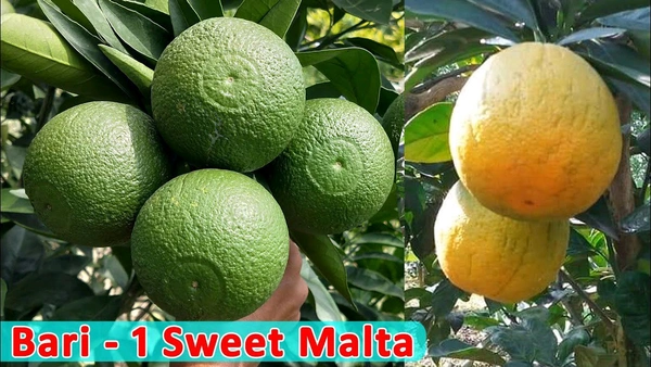BARI 1 MALTA PLANT GRAFTED (বারি এক মাল্টা) Mature Plant  - ২থেকে ৪ ফুট পর্যন্ত হতে পারে
