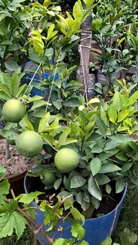 MALTA PLANT GRAFTED ,Mature Plant  - 4-7Feet