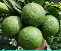 BARI 1 MALTA PLANT GRAFTED Mature Big Size Plant (বারি এক মাল্টা) - চার থেকে সাত ফুট হবে