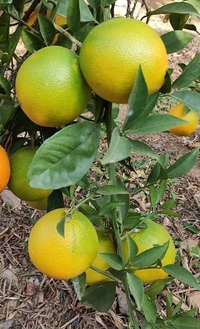 Misorio Malta Grafted Mature Plant (মিশরীয় মালটা মিষ্টি স্বাদের) - 1feet To 3 Feet