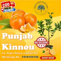 Original Panjab Kinnow Plant,Grafted,Mature Plant  - 1/2 Feet