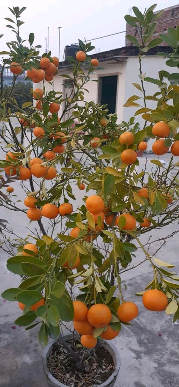 Original Panjab Kinnow Plant,Grafted,Mature Plant  - 1/2 Feet
