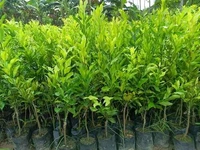 Original Panjab Kinnow Plant,Grafted,Mature Plant  - 1/2 Feet
