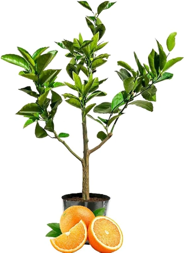 Original Panjab Kinnow Plant,Grafted,Mature Plant  - 1/2 Feet