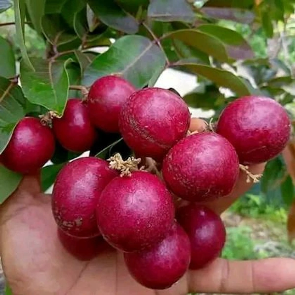 Ruby Longon, Longon Plant, Mature Plant, Grafted  - Guardsman Red, 1/2 Feet Plant