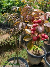 Ruby Longon, Longon Plant, Mature Plant, Grafted  - Guardsman Red, 1/2 Feet Plant