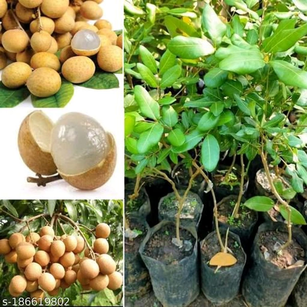 Pink Ping Longon Plant, Grafted, Mature (100%Origina Variety) - 2/3 Feet Plant