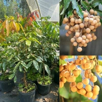 Pink Ping Longon Plant, Grafted, Mature (100%Origina Variety) - 2/3 Feet Plant