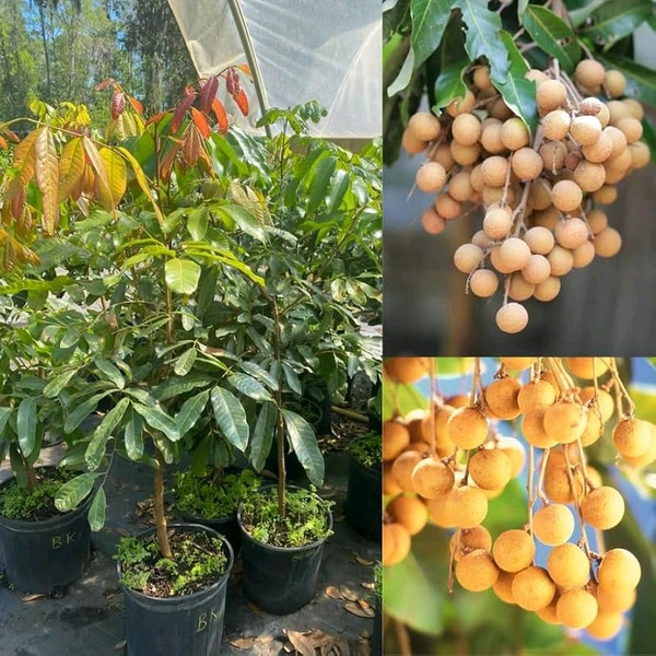 Pink Ping Longon Plant, Grafted, Mature (100%Origina Variety) - 2/3 Feet Plant