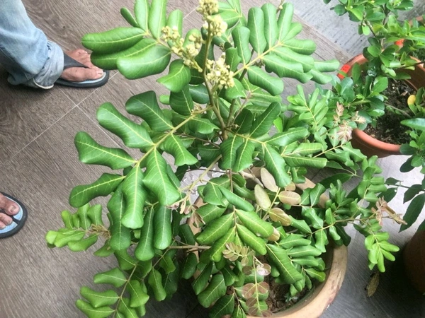 Pink Ping Longon Plant, Grafted, Mature (100%Origina Variety) - 2/3 Feet Plant