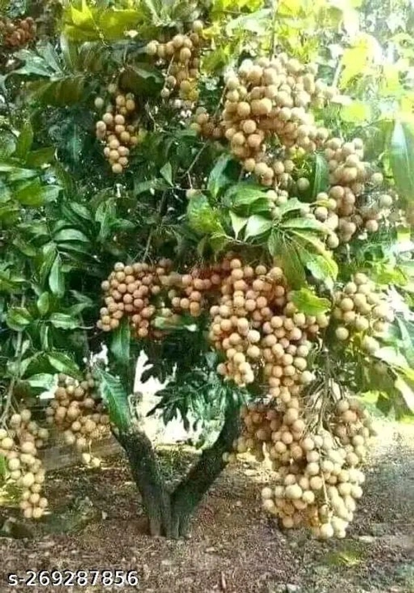 Pink Ping Longon Plant, Grafted, Mature (100%Origina Variety) - 2/3 Feet Plant