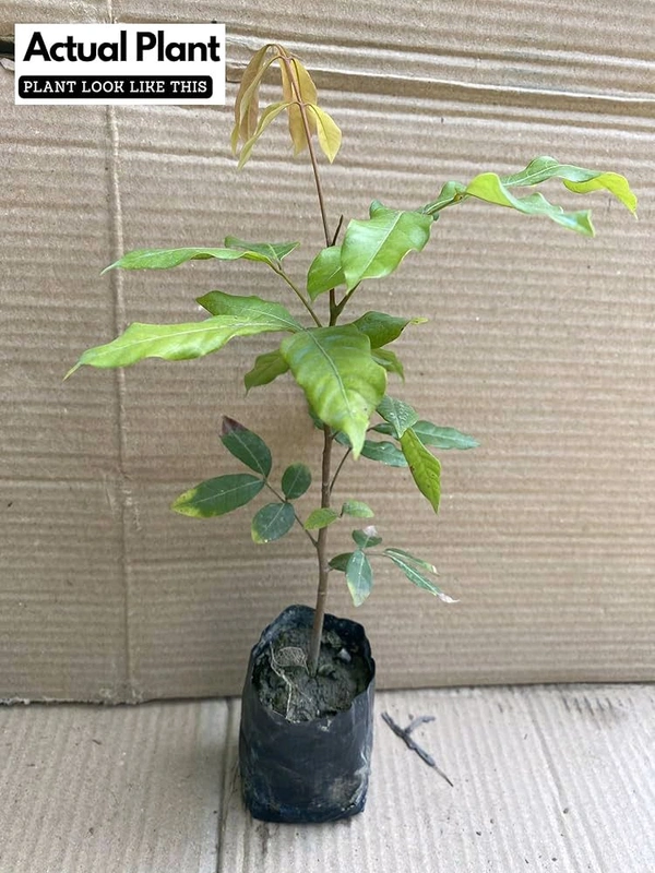 Pink Ping Longon Plant, Grafted, Mature (100%Origina Variety) - 2/3 Feet Plant