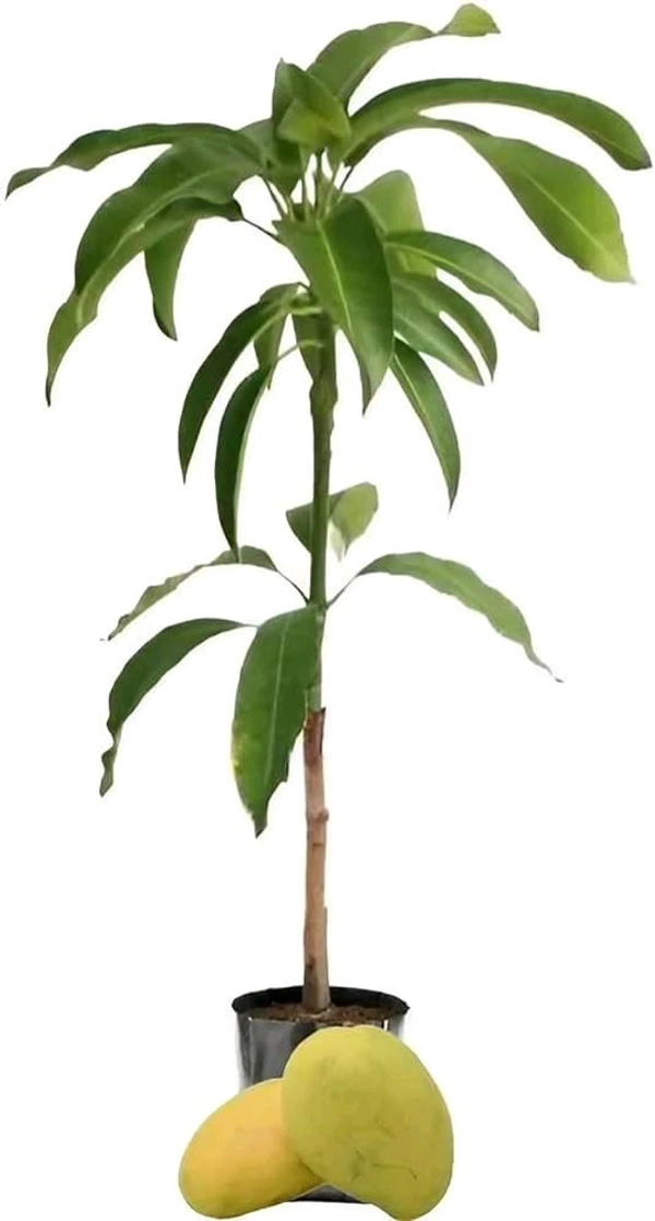 Bangladeshi Variety Hari Vanga Mango Plant,Grafted,(বাংলাদেশী হাড়িভাঙ্গা আম) - 2/5feet Healthy Plant