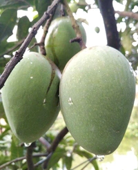 Bangladeshi Variety Hari Vanga Mango Plant,Grafted,(বাংলাদেশী হাড়িভাঙ্গা আম) - 2/5feet Healthy Plant