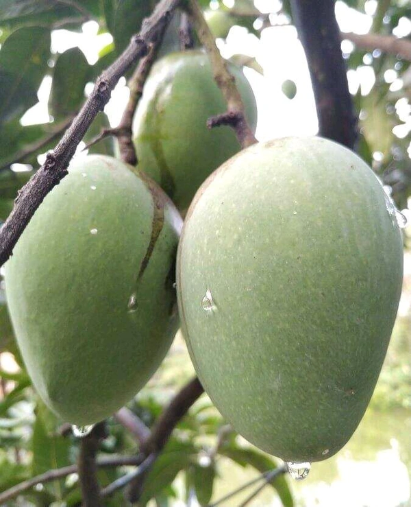 Bangladeshi Variety Hari Vanga Mango Plant,Grafted,(বাংলাদেশী হাড়িভাঙ্গা আম) - 2/5feet Healthy Plant