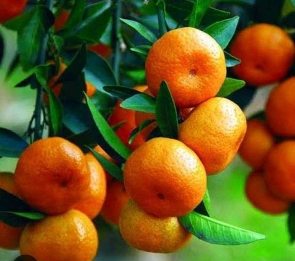 Ramrangon Variety Orange 🍊 Plant, Grafted,Healthy Mature Plant  - 1-3 Feet Healthy Grafted Plant