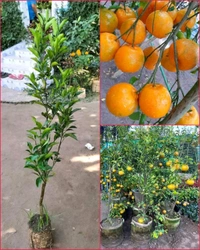 Ramrangon Variety Orange 🍊 Plant, Grafted,Healthy Mature Plant  - 1-3 Feet Healthy Grafted Plant