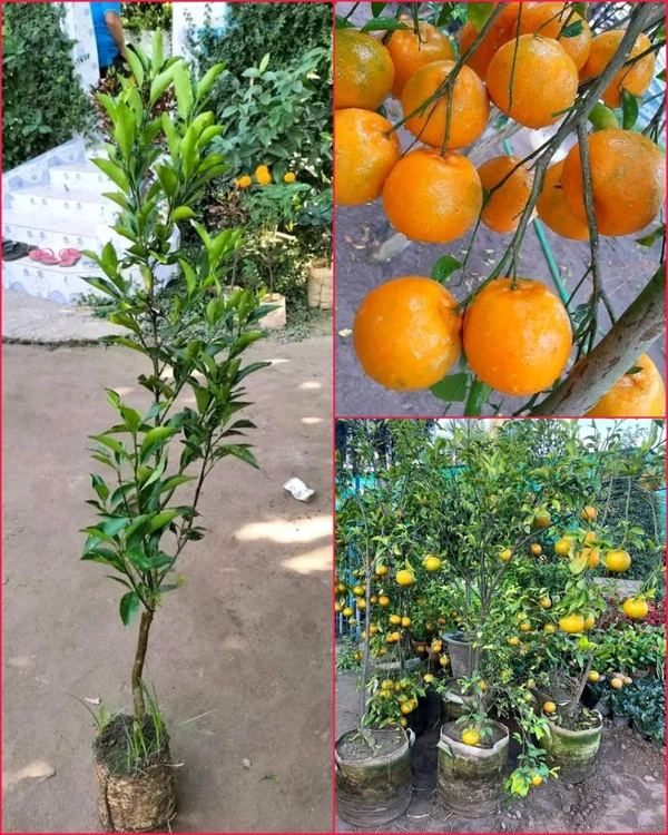 Ramrangon Variety Orange 🍊 Plant, Grafted,Healthy Mature Plant  - 1-3 Feet Healthy Grafted Plant