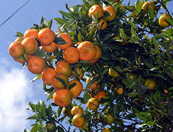 Original Derjilling Giant Mandarin,Sweet Orange Variety, Grafted Mature Plant  - 2/5 Feet Mature Helthy Plant