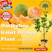 Original Derjilling Giant Mandarin,Sweet Orange Variety, Grafted Mature Plant  - 2/5 Feet Mature Helthy Plant