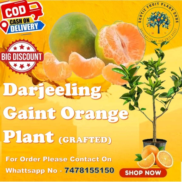 Original Derjilling Giant Mandarin,Sweet Orange Variety, Grafted Mature Plant  - 2/5 Feet Mature Helthy Plant