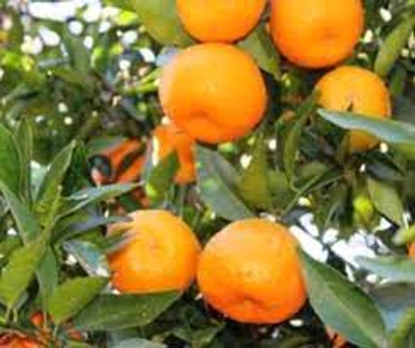 Original Derjilling Giant Mandarin,Sweet Orange Variety, Grafted Mature Plant  - 2/5 Feet Mature Helthy Plant