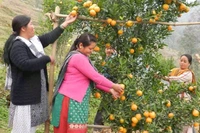 Original Derjilling Giant Mandarin,Sweet Orange Variety, Grafted Mature Plant  - 2/5 Feet Mature Helthy Plant