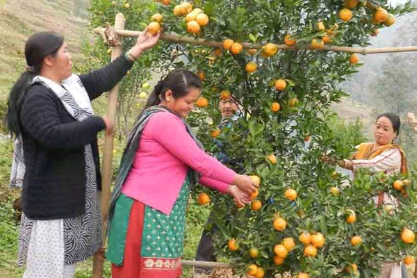 Original Derjilling Giant Mandarin,Sweet Orange Variety, Grafted Mature Plant  - 2/5 Feet Mature Helthy Plant