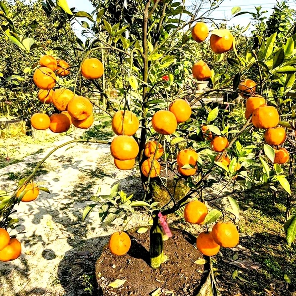 Original Derjilling Giant Mandarin,Sweet Orange Variety, Grafted Mature Plant  - 2/5 Feet Mature Helthy Plant
