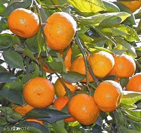 Chatoki -mandarin Plant, Sweet Orange Variety, Grafted Plant  - 2/4 Feet Grafted Healthy Plant