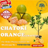 Chatoki -mandarin Plant, Sweet Orange Variety, Grafted Plant  - 2/4 Feet Grafted Healthy Plant