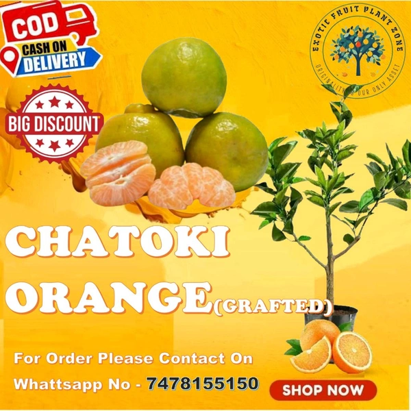 Chatoki -mandarin Plant, Sweet Orange Variety, Grafted Plant  - 2/4 Feet Grafted Healthy Plant