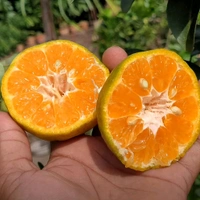 Chatoki -mandarin Plant, Sweet Orange Variety, Grafted Plant  - 2/4 Feet Grafted Healthy Plant