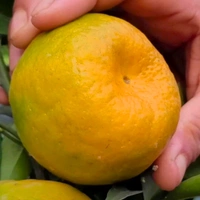 Chatoki -mandarin Plant, Sweet Orange Variety, Grafted Plant  - 2/4 Feet Grafted Healthy Plant