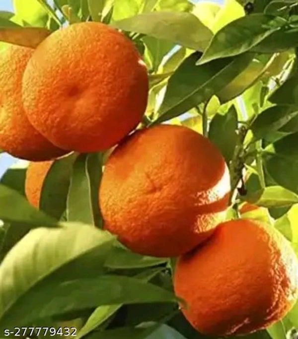 Daizy Kamala, Sweet Orange Variety, Grafted Plant  - 1.5/3feet Grafted Plant
