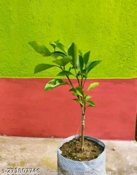 Original Pakistani Mandarin Grafted Plant, Sweet Orange Variety  - 3/7Feet Mature Grafted Plant