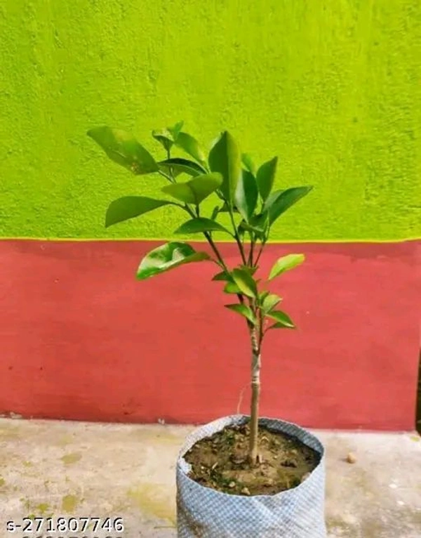 Original Pakistani Mandarin Grafted Plant, Sweet Orange Variety  - 3/7Feet Mature Grafted Plant