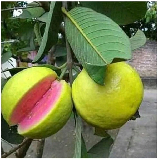 Tiwan Pink Guava, Grafted Plant,তাইওয়ান পিঙ্ক পেয়ারা - 1/3 Feet Grafted Plant