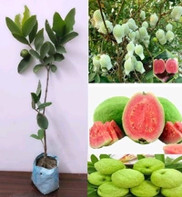 Tiwan Pink Guava, Grafted Plant,তাইওয়ান পিঙ্ক পেয়ারা - 1/3 Feet Grafted Plant
