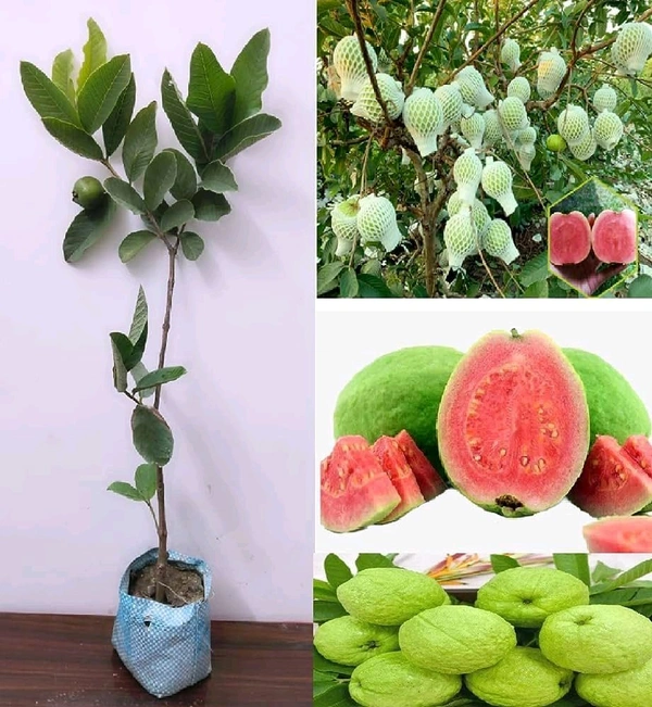 Tiwan Pink Guava, Grafted Plant,তাইওয়ান পিঙ্ক পেয়ারা - 1/3 Feet Grafted Plant