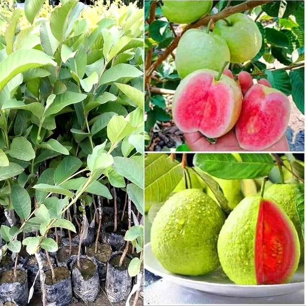 Tiwan Pink Guava, Grafted Plant,তাইওয়ান পিঙ্ক পেয়ারা - 1/3 Feet Grafted Plant