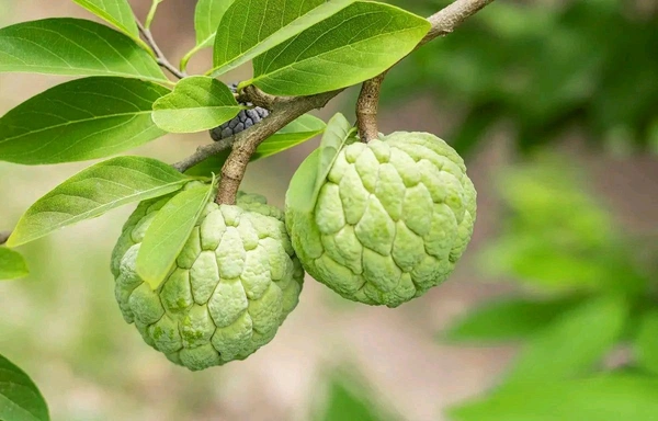 Green Custard Apple,Sita Fol, Grafted Plant (সীতা ফল বা সবুজ আতা,) - 1-3 Feet Grafted Helthy Plant