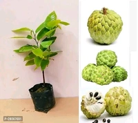 Green Custard Apple,Sita Fol, Grafted Plant (সীতা ফল বা সবুজ আতা,) - 1-3 Feet Grafted Helthy Plant