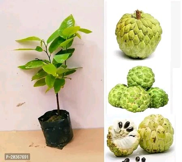 Green Custard Apple,Sita Fol, Grafted Plant (সীতা ফল বা সবুজ আতা,) - 1-3 Feet Grafted Helthy Plant