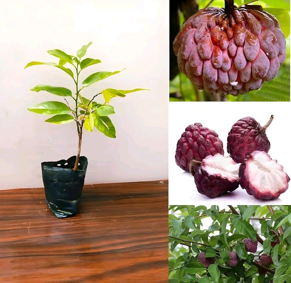 Red Custard Apple, Sitafal, Grafted Plant  - 1-4 Feet Helthy Grafted Plant