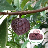 Red Custard Apple, Sitafal, Grafted Plant  - 1-4 Feet Helthy Grafted Plant