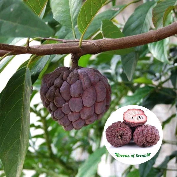 Red Custard Apple, Sitafal, Grafted Plant  - 1-4 Feet Helthy Grafted Plant