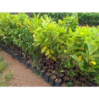 Red Custard Apple, Sitafal, Grafted Plant  - 1-4 Feet Helthy Grafted Plant