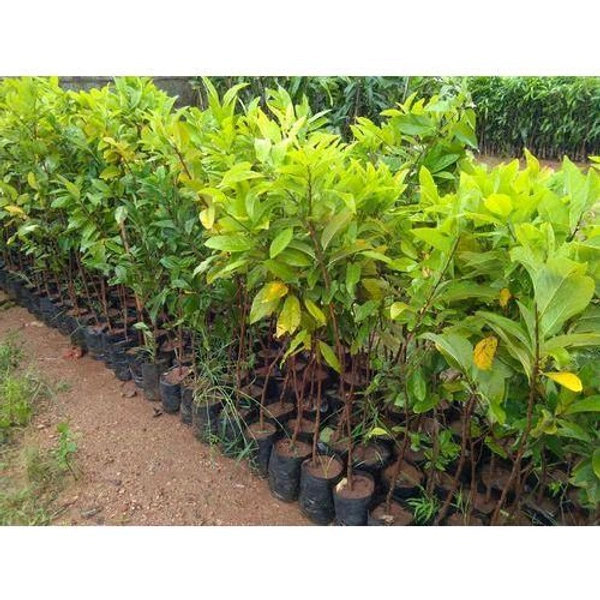 Red Custard Apple, Sitafal, Grafted Plant  - 1-4 Feet Helthy Grafted Plant