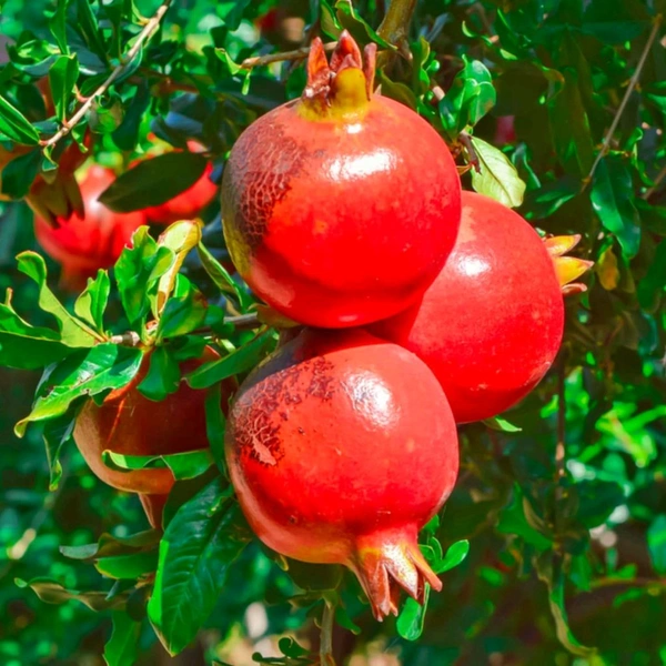 Super Bhagao Bedana, Original Grafted Variety  - 1-4 Feet Healthy Grafted Plant